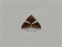 藏品(夜蛾360)的圖片